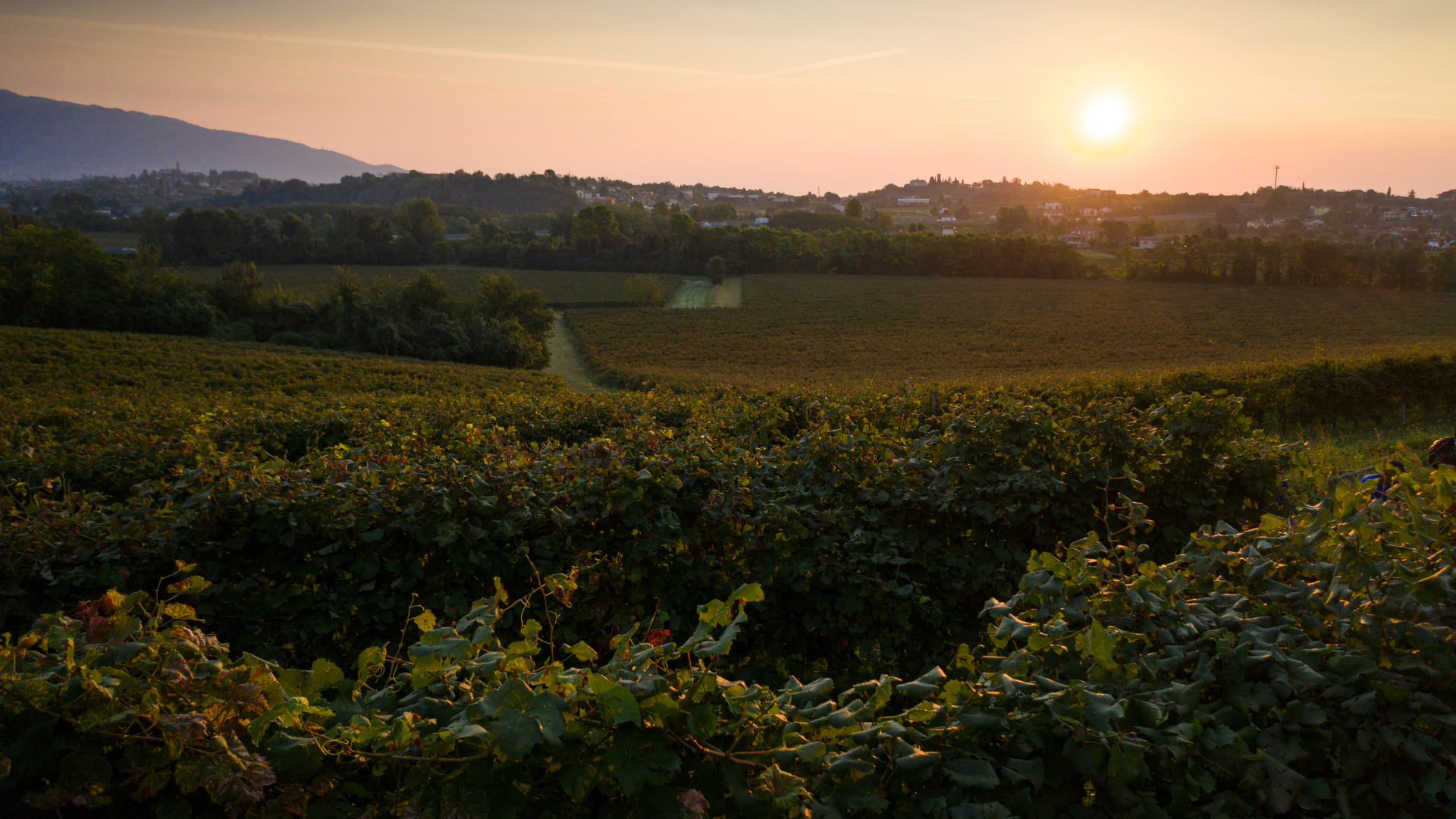 Alba sui vigneti di Ogliano nel periodo della vendemmia