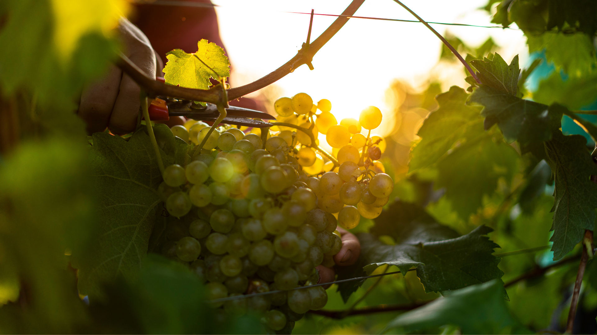 Grappoli di Glera pronti per la raccolta durante la vendemmia Masottina