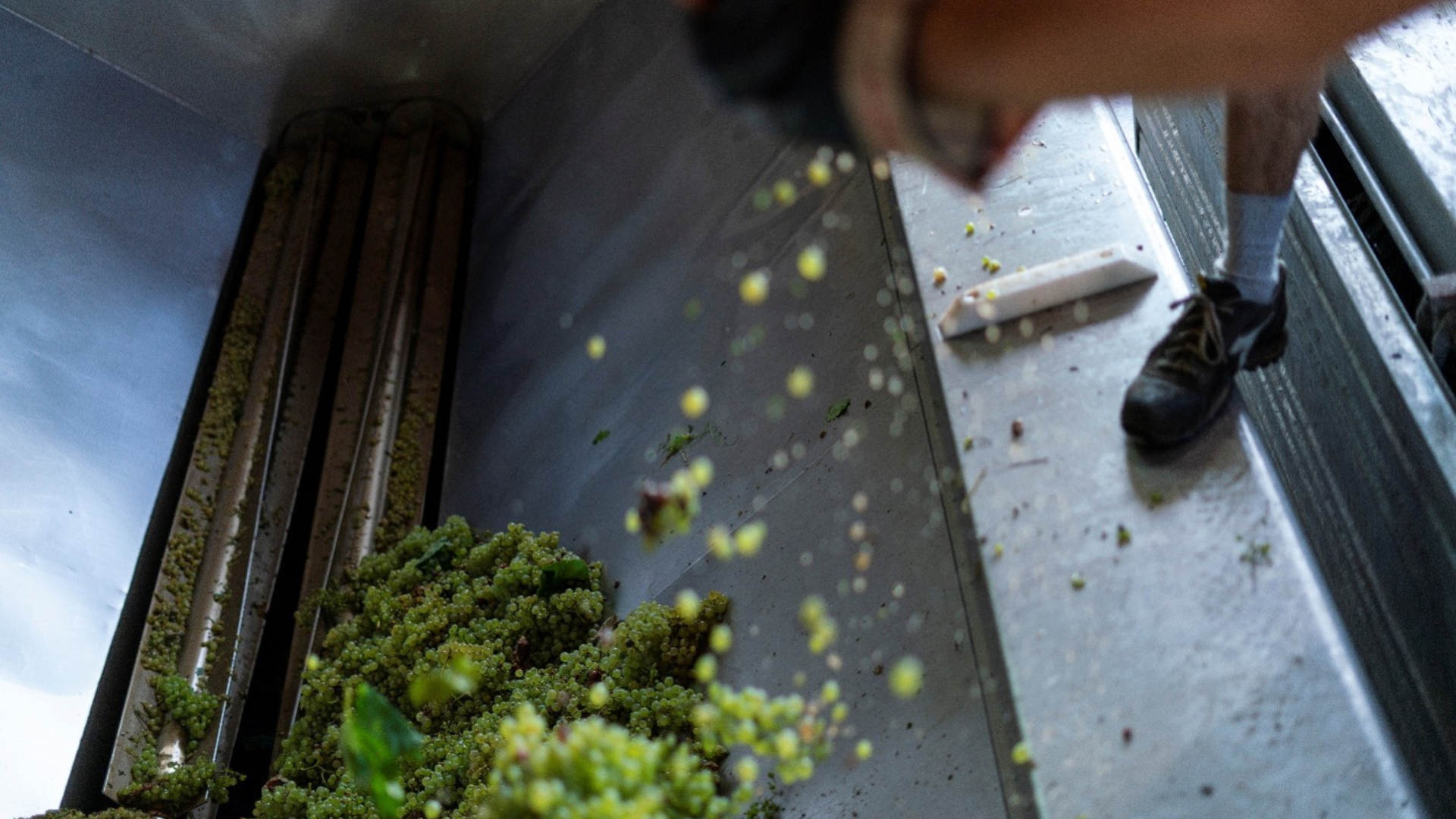 Sistema di pressatura soffice delle uve nella cantina Masottina di Ogliano