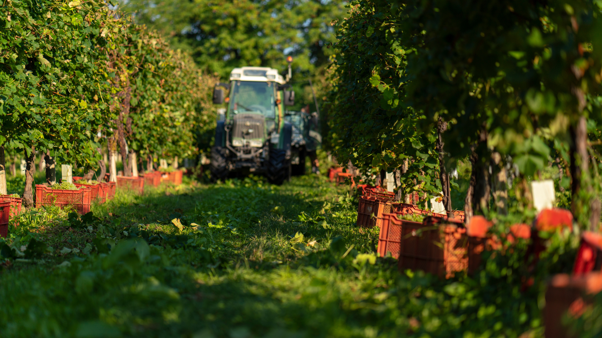 Grappoli appena raccolti nelle caratteristiche cassette rosse durante la vendemmia Masottina