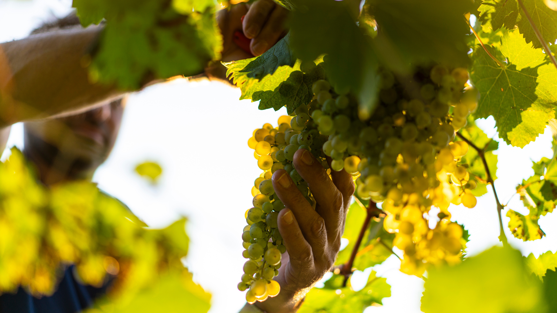 Vendemmia manuale tra le colline di Ogliano durante la raccolta delle uve Masottina